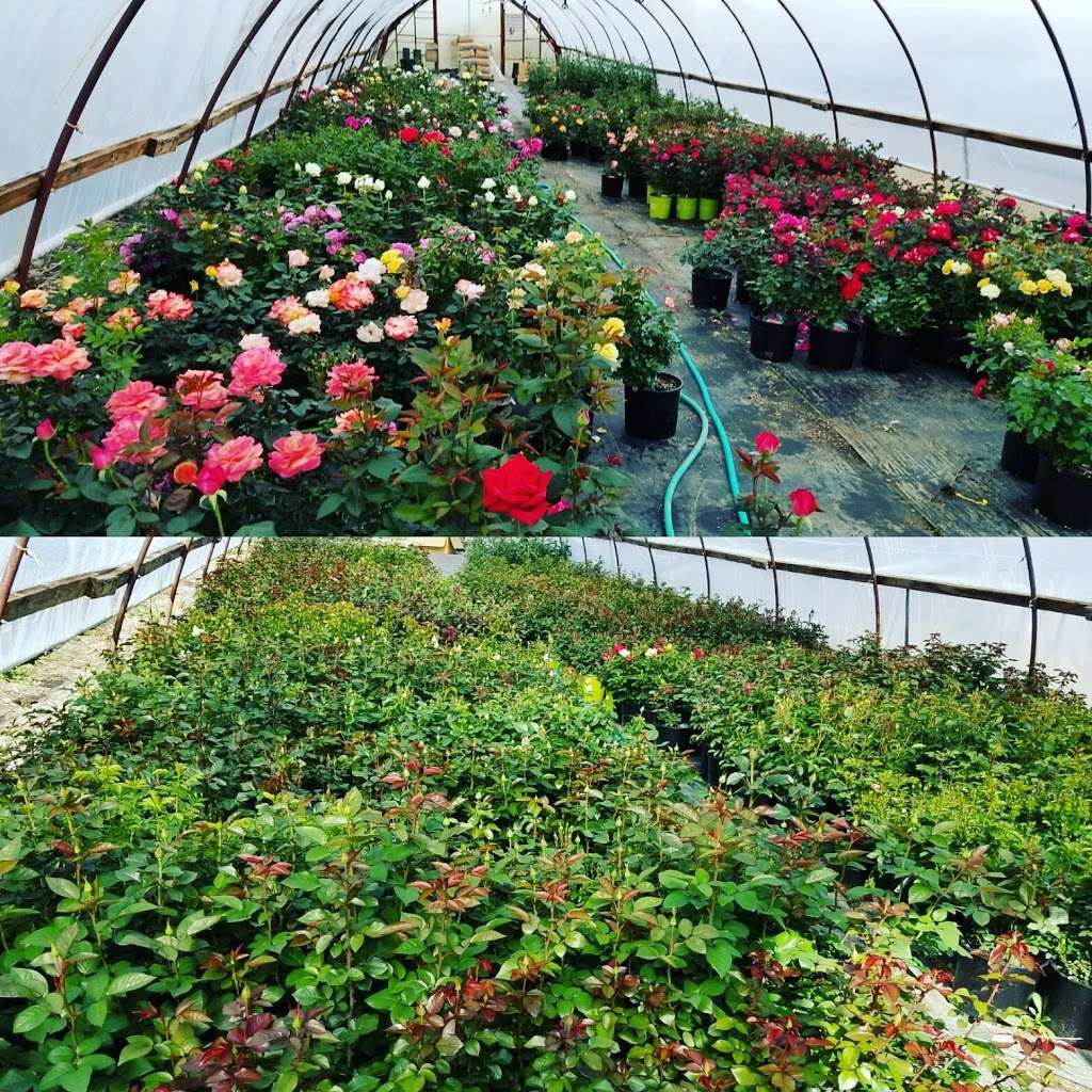 Loveland Garden Center & Nursery | 1801 S Lincoln Ave, Loveland, CO 80537 | Phone: (970) 669-3577