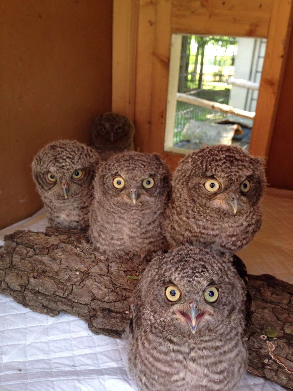 Providence Wildlife Rehabilitation, Inc. | 2425 E 202nd St, Westfield, IN 46074, USA | Phone: (317) 902-3825