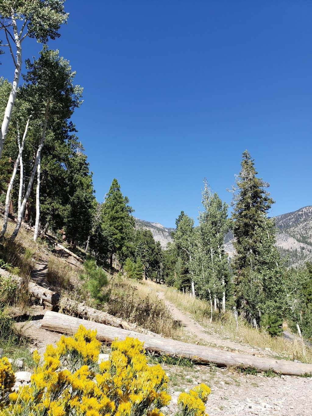 Cathedral Rock Trailhead | Cathedral Picnic Area, Mt Charleston, NV 89124