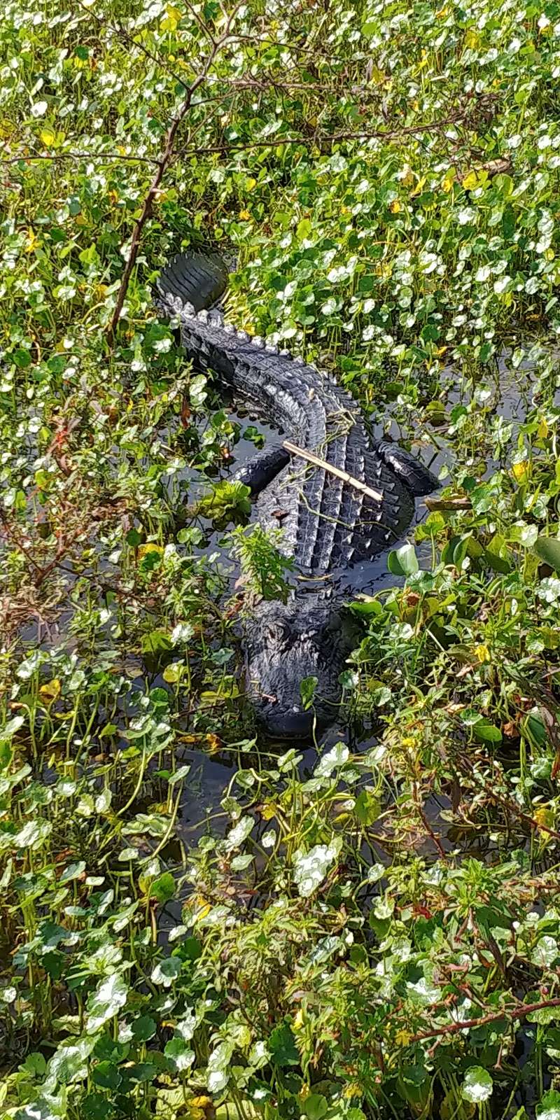 Swamp Donkey Airboat Rides | W Malabar Rd, Melbourne, FL 32904, USA | Phone: (321) 373-2550