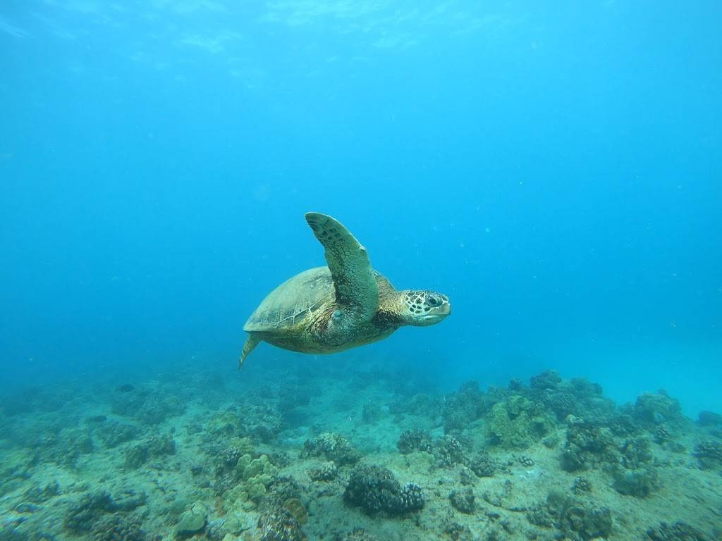 Try Scuba Diving Honolulu | Magic Island, Honolulu, HI 96815, USA | Phone: (808) 824-3254