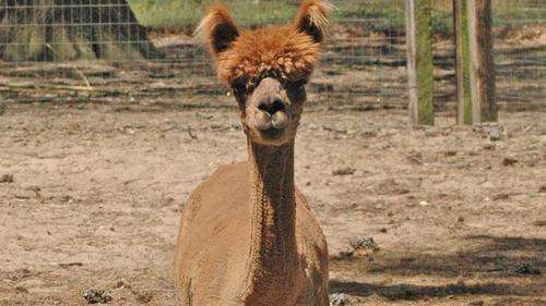 Secret World Alpacas | 7453 Todds Wharf Rd, Preston, MD 21655, USA | Phone: (410) 310-9423