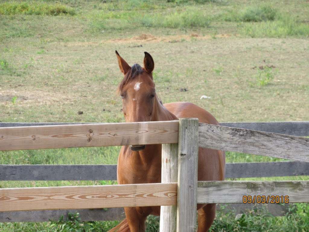 New Beginnings Horse Rescue and Sanctuary at Creekside Stables | 9912 Masser Rd, Frederick, MD 21702 | Phone: (301) 693-8457