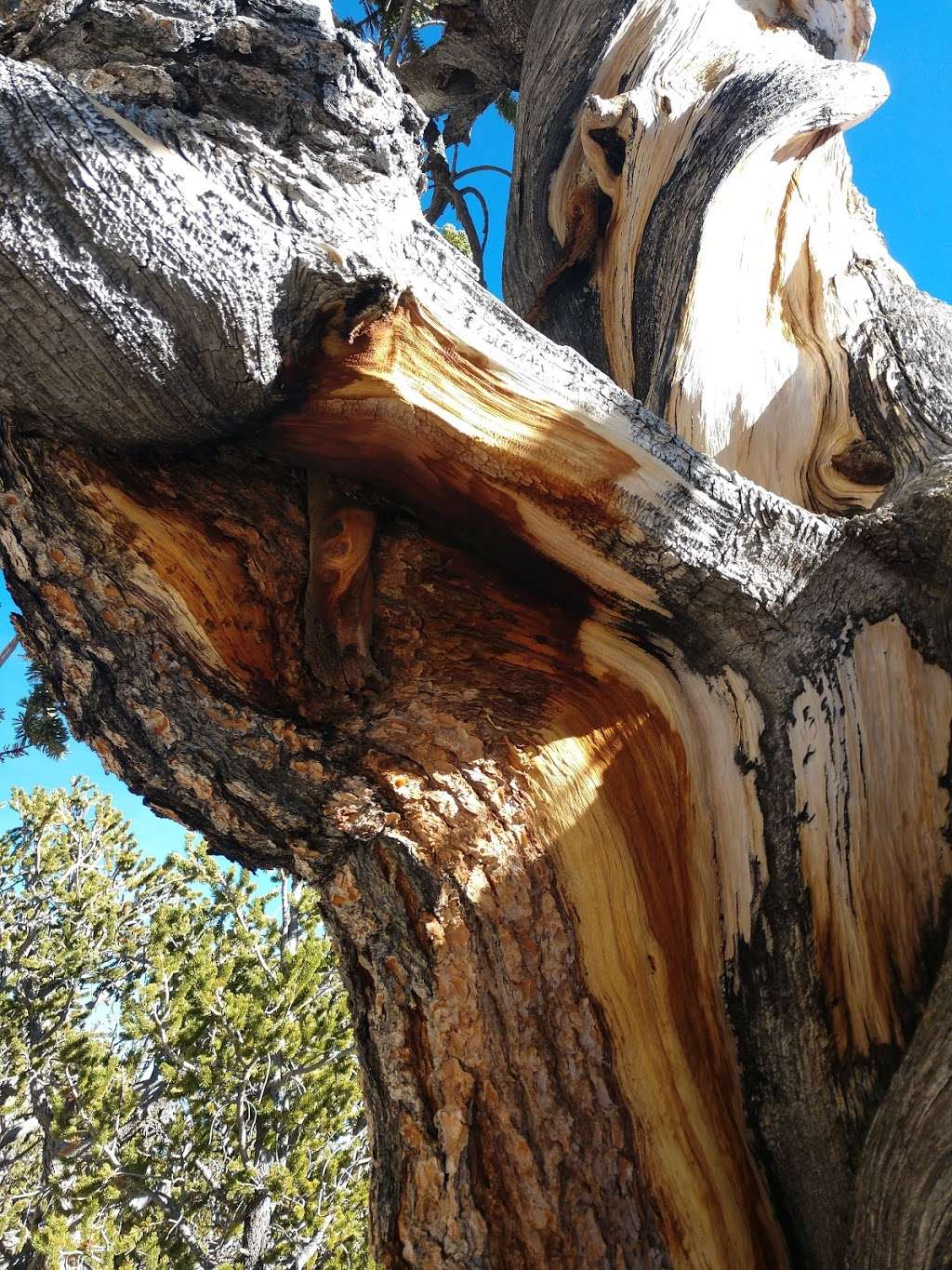 Rain Tree | Forest Trail 041, Mt Charleston, NV 89124, USA