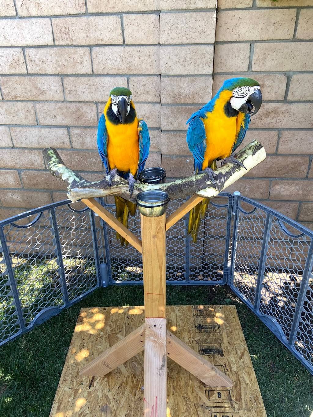 Brians Exotic Birds | 6369 Catspaw Dr, Riverside, CA 92505, USA | Phone: (951) 283-9428