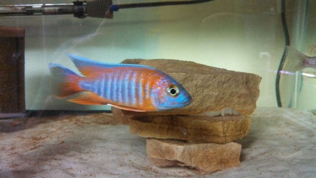 Datz Cichlids and Reptiles | 4553 Prime Pkwy, McHenry, IL 60050, USA | Phone: (708) 550-4651