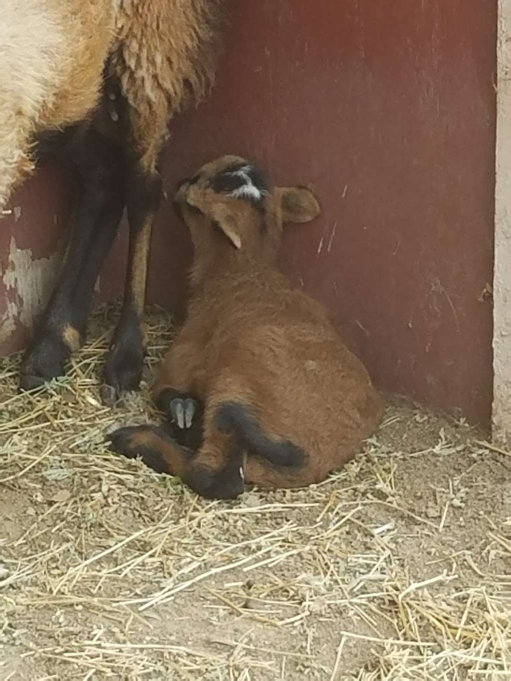 Carters Hay & Grain | 1985 Olivenhain Rd, Encinitas, CA 92024, USA | Phone: (760) 436-4738