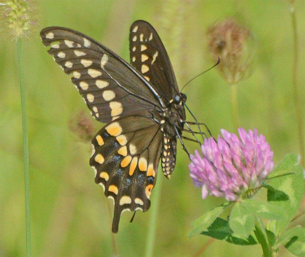 Pollinator Sanctuary | Unnamed Road, Cambridge, MD 21613, USA