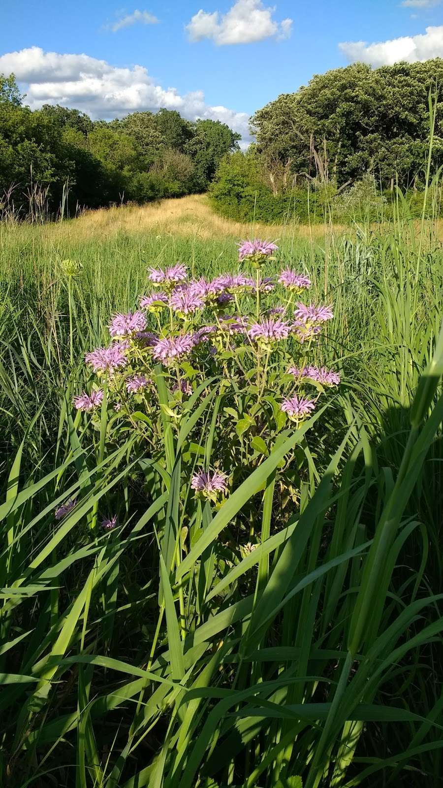 Lemont Woods County Forest Preserve | Woodridge, IL 60517, USA