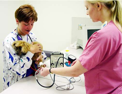 Choice Veterinary Specialists | 945 W 124th Ave, Westminster, CO 80234 | Phone: (303) 424-6423