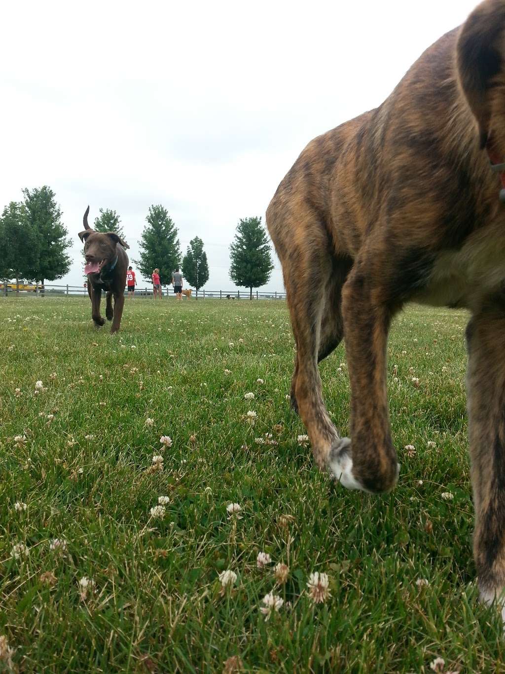 Daisy Dog Park | 13214 Blakely Dr, Plainfield, IL 60585 | Phone: (815) 436-8812