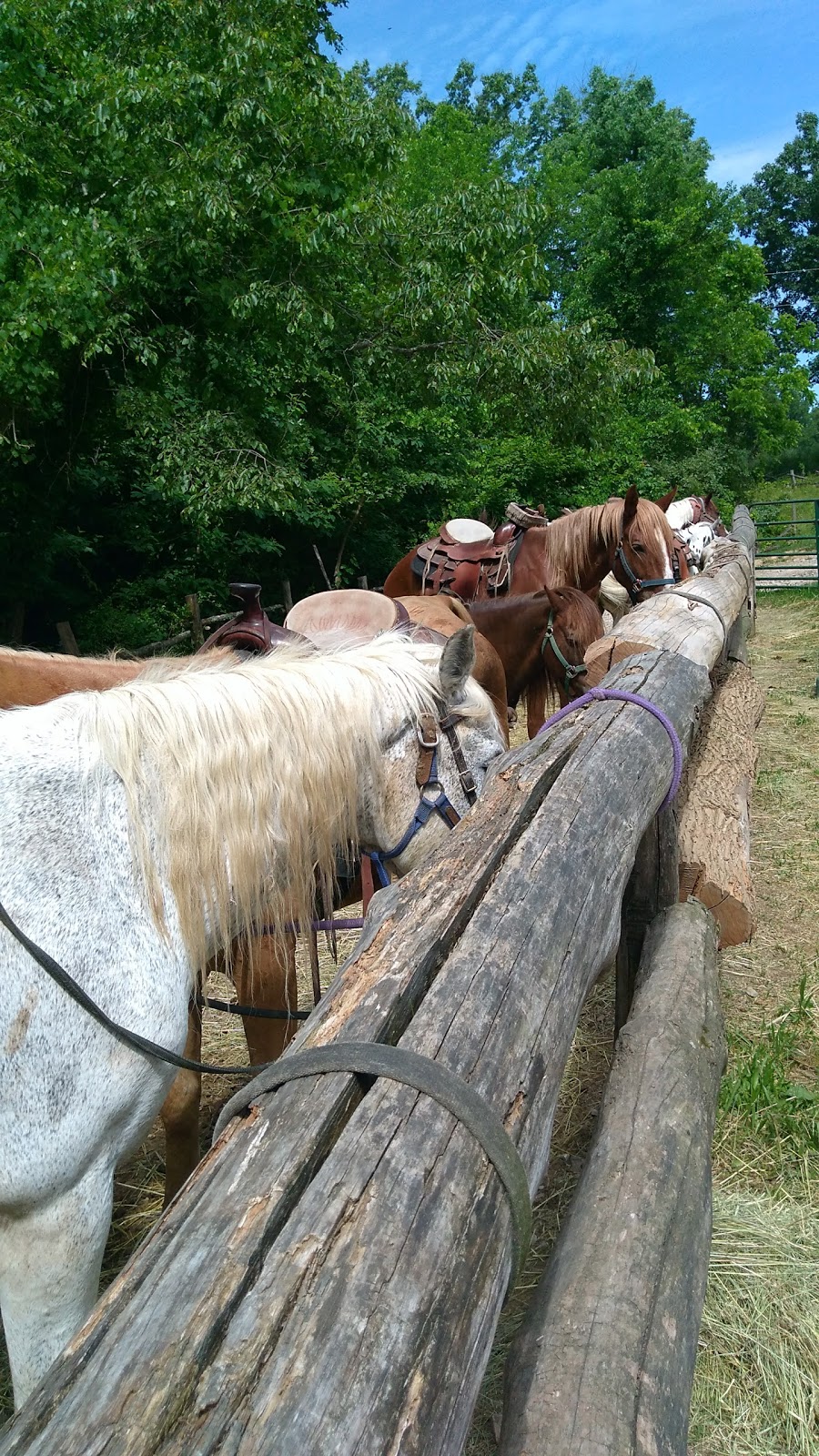 Grandpa Jeffs Trailrides | 5889 S Skinner Rd, Morgantown, IN 46160, USA | Phone: (812) 272-0702