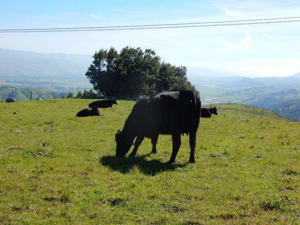 Santa Teresa County Park | Bernal Rd, San Jose, CA 95120 | Phone: (408) 225-0225