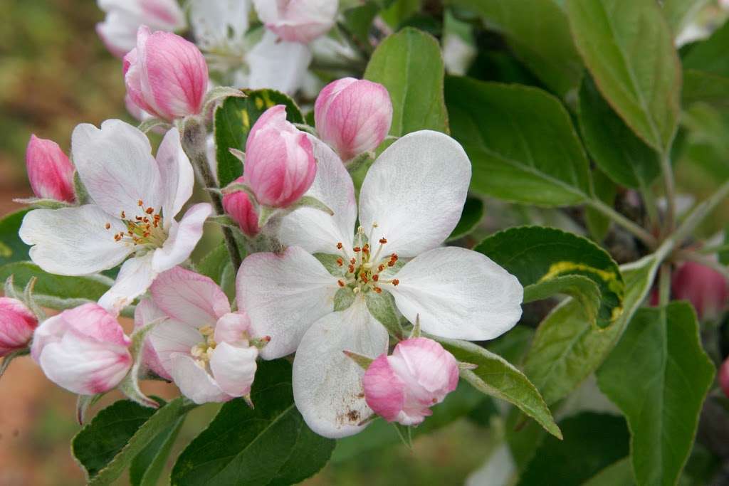 Apple Blossom Dentistry | 1813 W Plaza Dr, Winchester, VA 22601, USA | Phone: (540) 667-3267