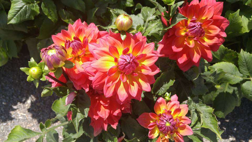 Moores Farm Market | 66 Atlantic City Blvd, Bayville, NJ 08721, USA | Phone: (732) 349-2876 Moores Farm Market | 66 Atlantic City Blvd, Bayville, NJ 08721, USA | Phone: (732) 349-2876