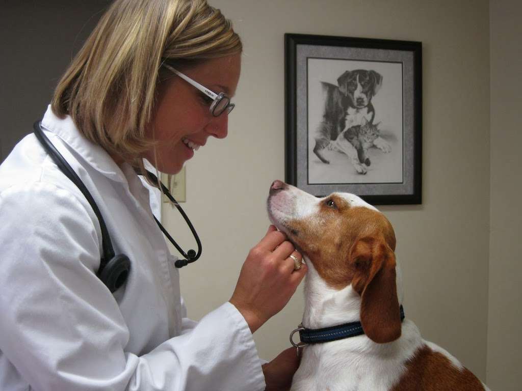 Doylestown Veterinary Hospital | 380 N Shady Retreat Rd, Doylestown, PA 18901, USA | Phone: (215) 345-6000