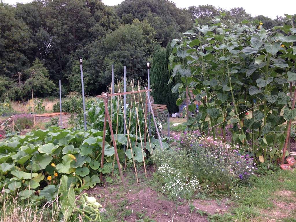 Pine Walk Allotments | 6 Orchard Rd, Bromley BR1 2PS, UK