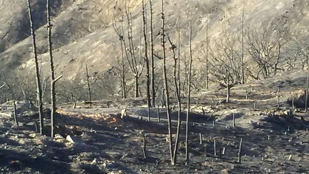 Tree Of Life | 3.79 Miles from Base at Stough Canyon Nature Center. Elevation: 2,940 ft, Sun Valley, CA 91352, USA