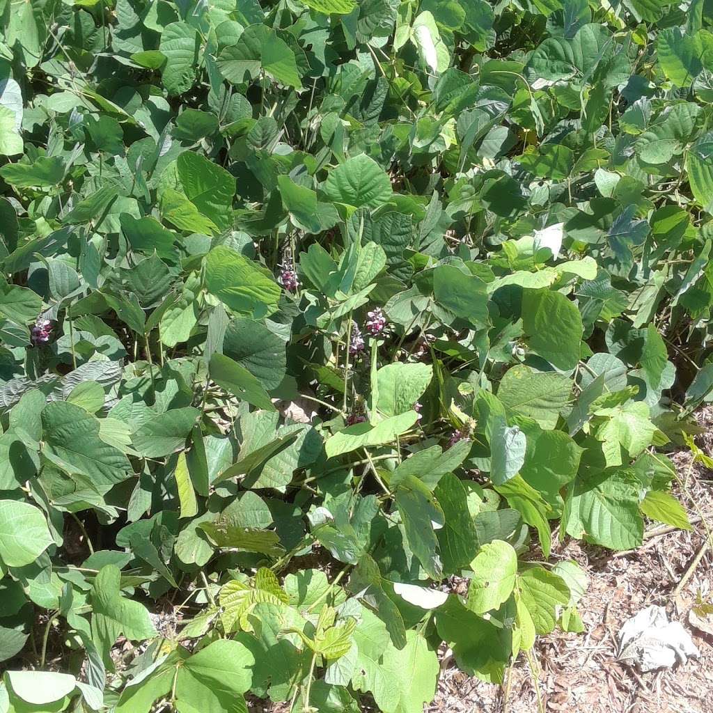 Hornets Nest Park 6301 Beatties Ford Rd Charlotte Nc 28216 Usa