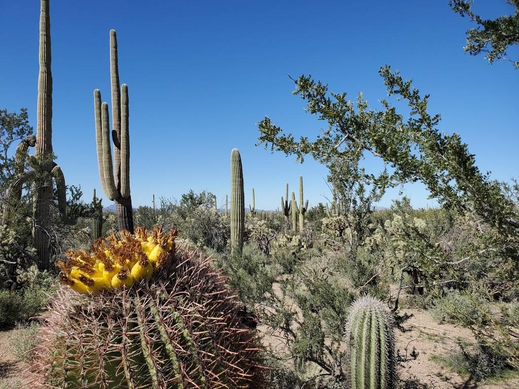 Saguaro National Park | Arizona, USA | Phone: (520) 733-5153