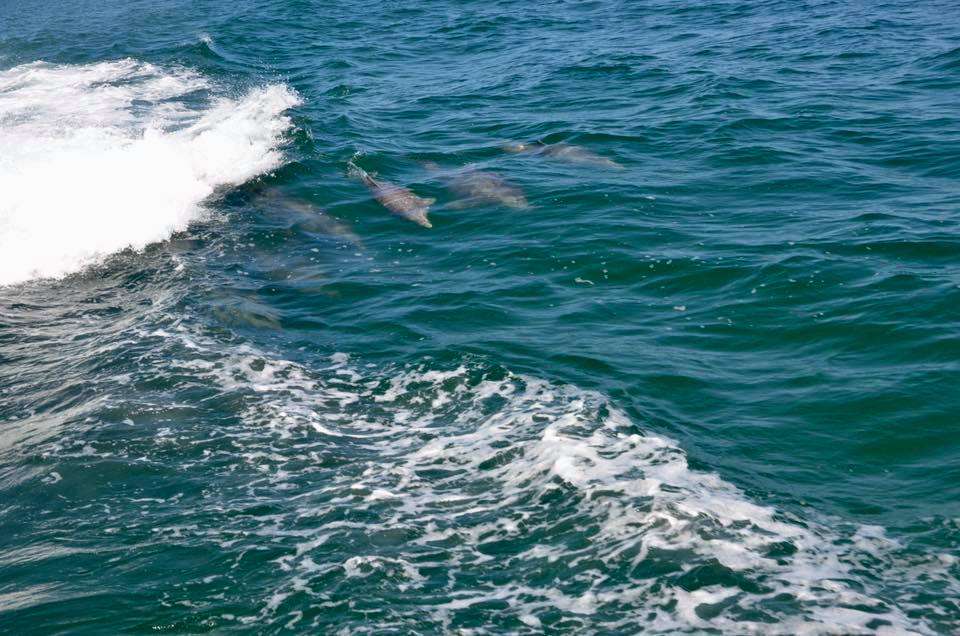 Thunder Cat Dolphin Watch & Speedboat Tours | 1001 Ocean Dr, Wildwood Crest, NJ 08260, USA | Phone: (609) 523-2628