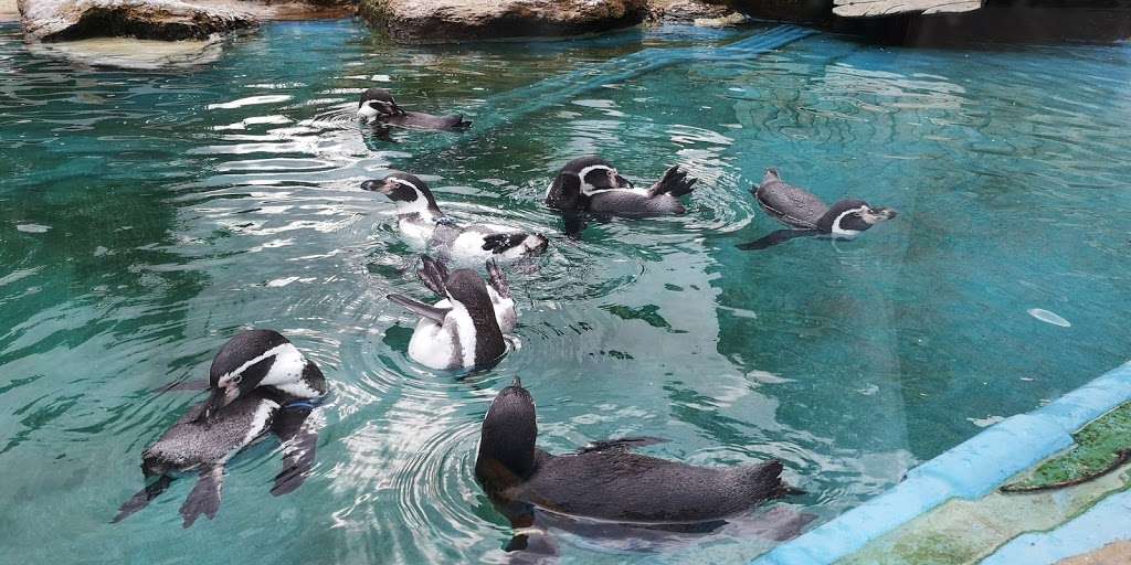 Penguin Bay | Chessington World of Adventures Resort, Leatherhead Rd, Chessington KT9 2NE, UK | Phone: 0871 663 4477