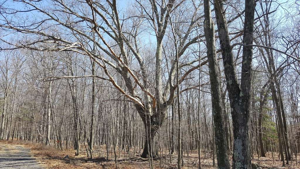 Tannersville Cranberry Bog Preserve | East Stroudsburg, PA 18301, USA | Phone: (703) 841-5300