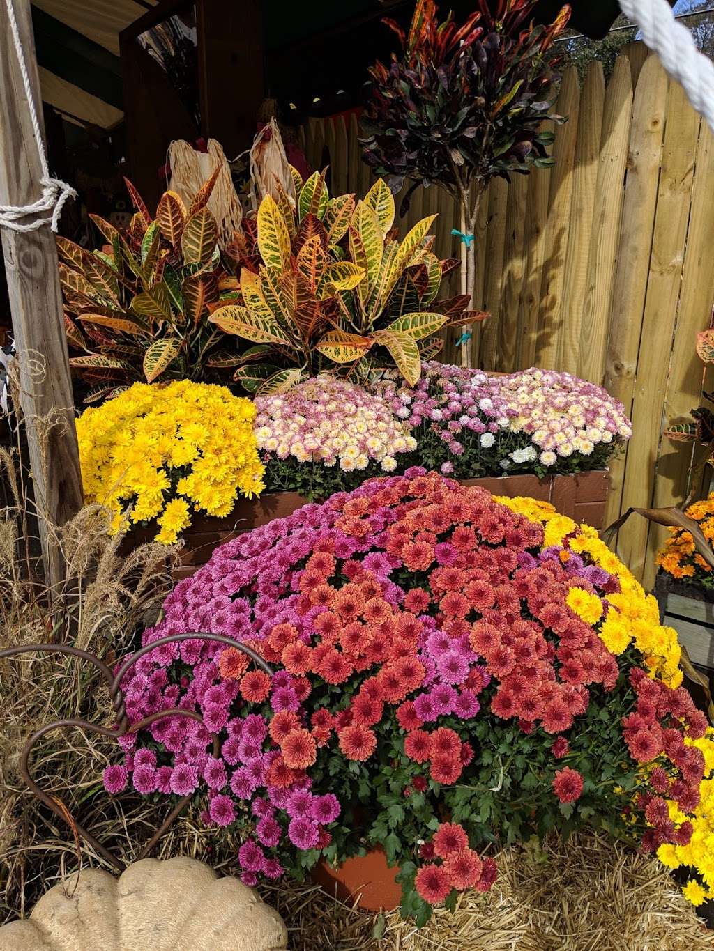 Burke Nursery & Garden Centre | 9401 Burke Rd, Burke, VA 22015, USA | Phone: (703) 323-1188