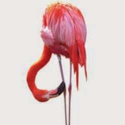 Pink Vegas - Coupon Co. | 1195 S Sweet Orange St, Las Vegas, NV 89142, USA | Phone: (702) 945-3264