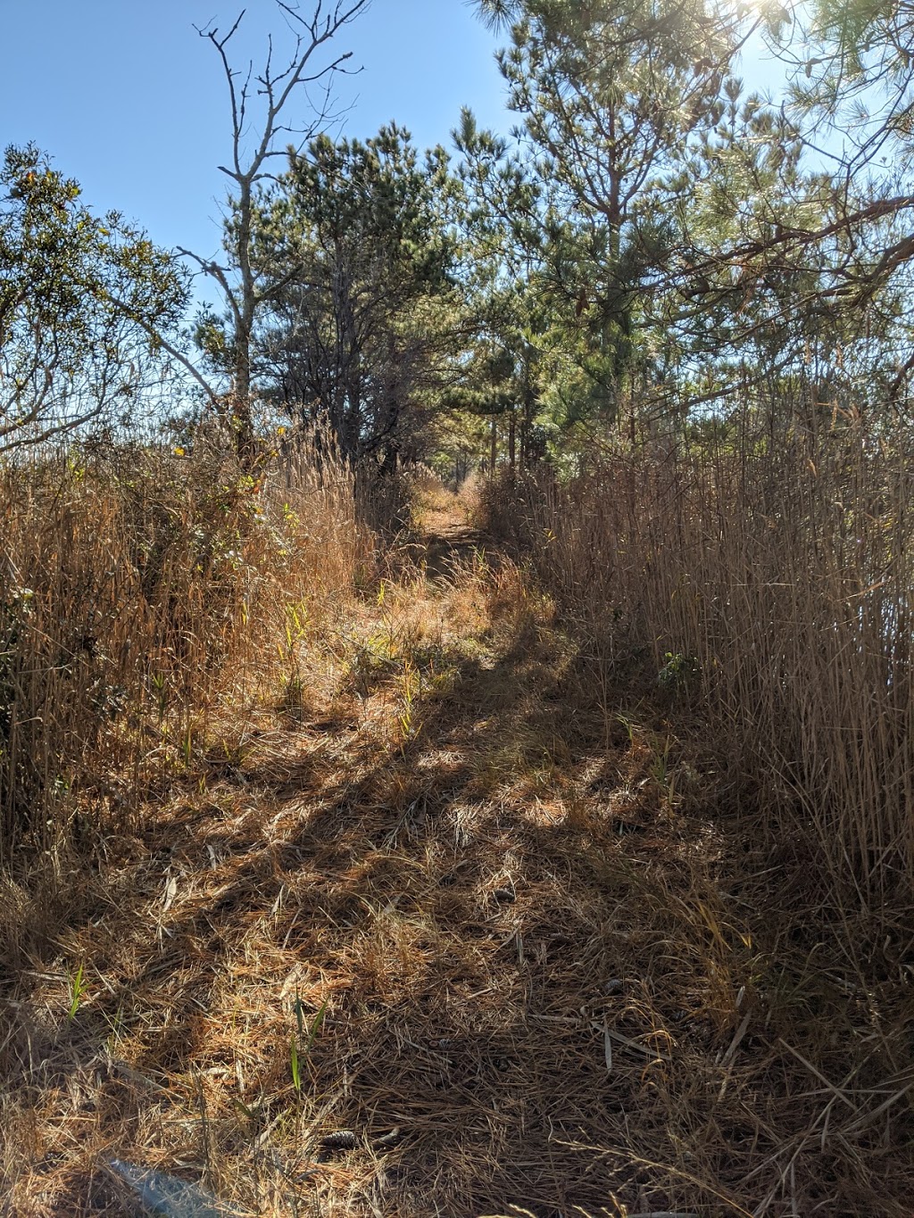 Princess Anne Wildlife Management Area Trojan Tract | Back Bay Landing Rd, Virginia Beach, VA 23457, USA | Phone: (757) 323-1581