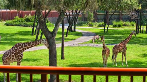 Disneys Animal Kingdom Villas - Kidani Village | 3701 W Osceola Pkwy, Kissimmee, FL 34747, USA | Phone: (407) 938-7400