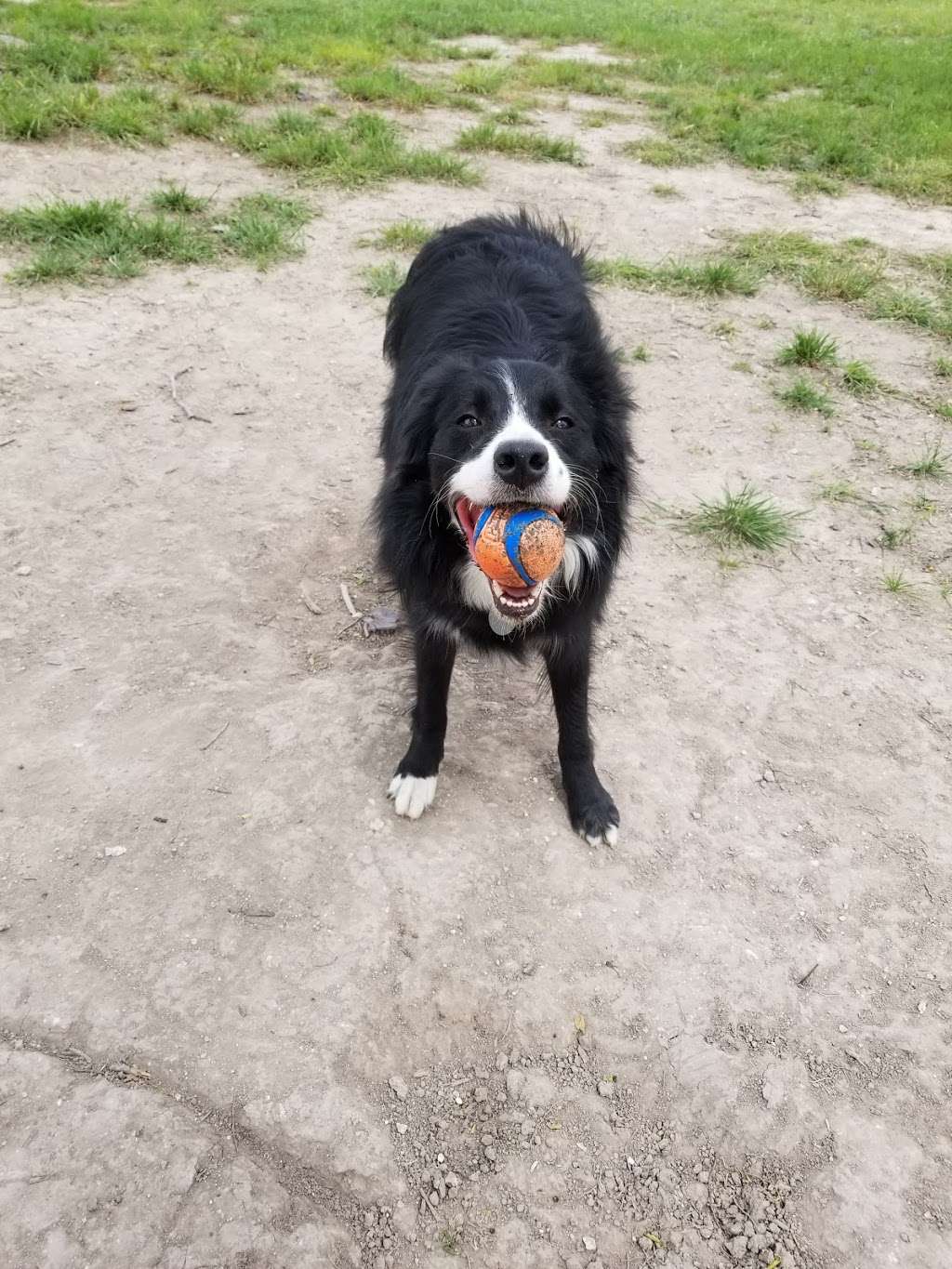 MWD Nemo Memorial Dog Park | 2030 Laurel Pathway, San Antonio, TX 78245, USA | Phone: (210) 561-0606