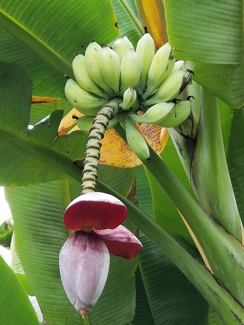 Ho’omaluhia Botanical Garden | 45-680 Luluku Rd, Kaneohe, HI 96744, USA | Phone: (808) 233-7323