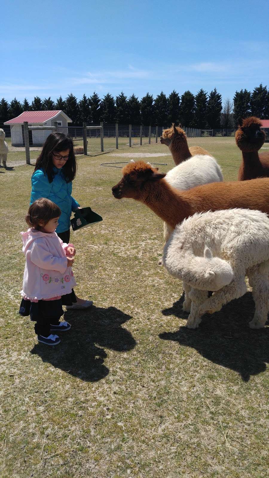 Silver Fox Farm Alpacas | 714 W Herschel St, Egg Harbor City, NJ 08215, USA