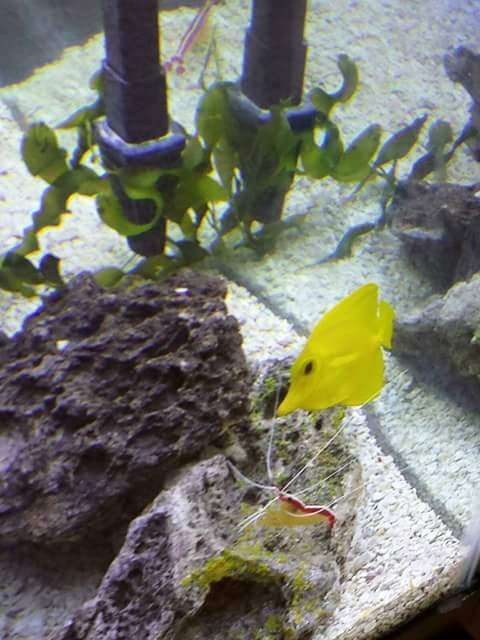 Christal Clean aquarium cleaning | 6315 Franklin Hill Rd, East Stroudsburg, PA 18301, USA | Phone: (570) 202-0385