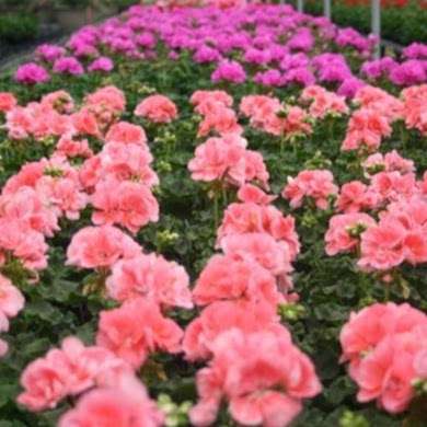 Benoit Greenhouses | 568 N 2750E Road, Kankakee, IL 60901, USA | Phone: (815) 939-1992