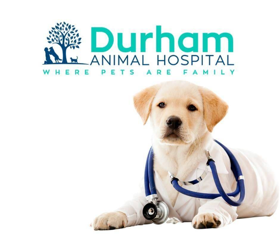 Durham Animal Hospital | 4306 N Roxboro St, Durham, NC 27704, USA | Phone: (919) 620-7387