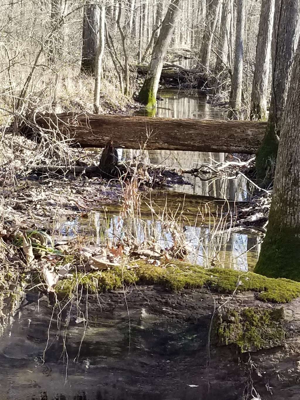 Beanblossom Bottoms Nature Preserve - Sycamore Land Trust | N Woodall Rd, Ellettsville, IN 47429, USA | Phone: (812) 336-5382