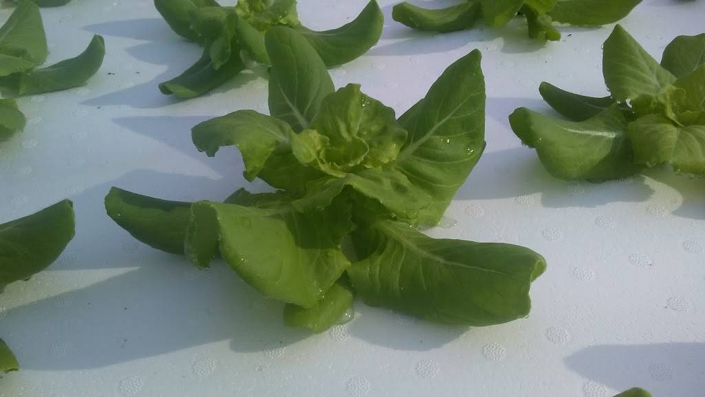 Wheatfield Gardens | 7341 Shawnee Rd, North Tonawanda, NY 14120, USA | Phone: (716) 694-0085 Wheatfield Gardens | 7341 Shawnee Rd, North Tonawanda, NY 14120, USA | Phone: (716) 694-0085