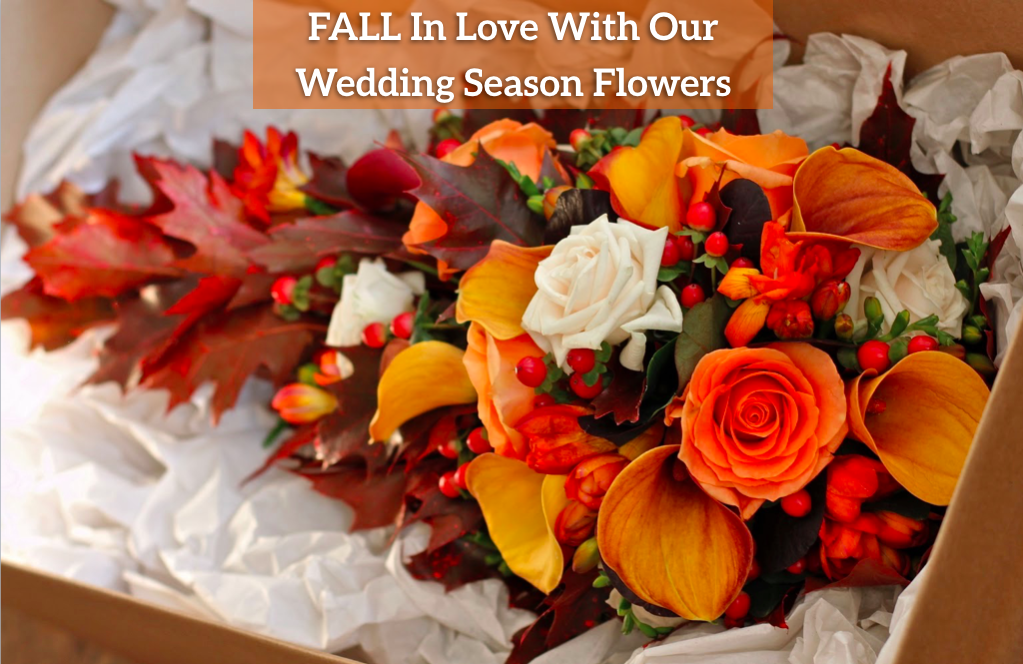 Schaefer Wholesale Florist | 2635 Springwood Rd, York, PA 17402, USA | Phone: (800) 355-4688