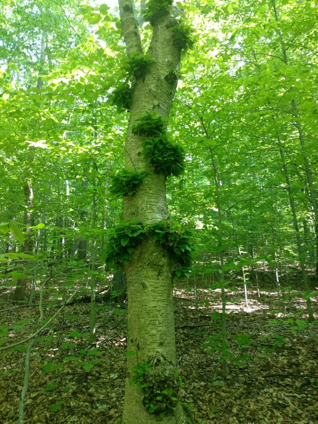 Tiger Brook Park | 41 Cooper Ln, Chester, NJ 07930, USA