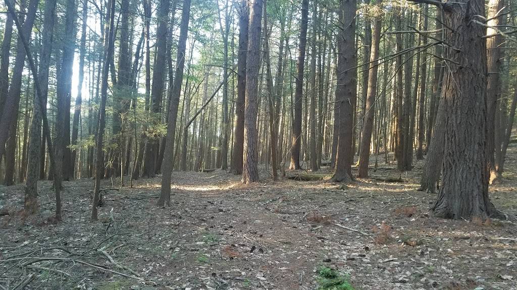 Damascus Forest Trail | 109 Maccubbins Rd, Beach Lake, PA 18405