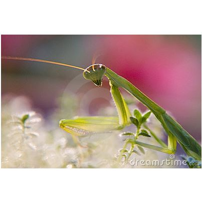 Pink Mantis Eco Pest Control | 1029 N Sierra Hermosa Dr, Litchfield Park, AZ 85340, USA | Phone: (602) 944-6129