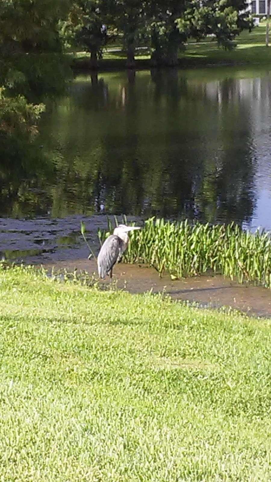 Lake Estelle Park | 1224 Dorchester St, Orlando, FL 32803, USA | Phone: (407) 246-2283