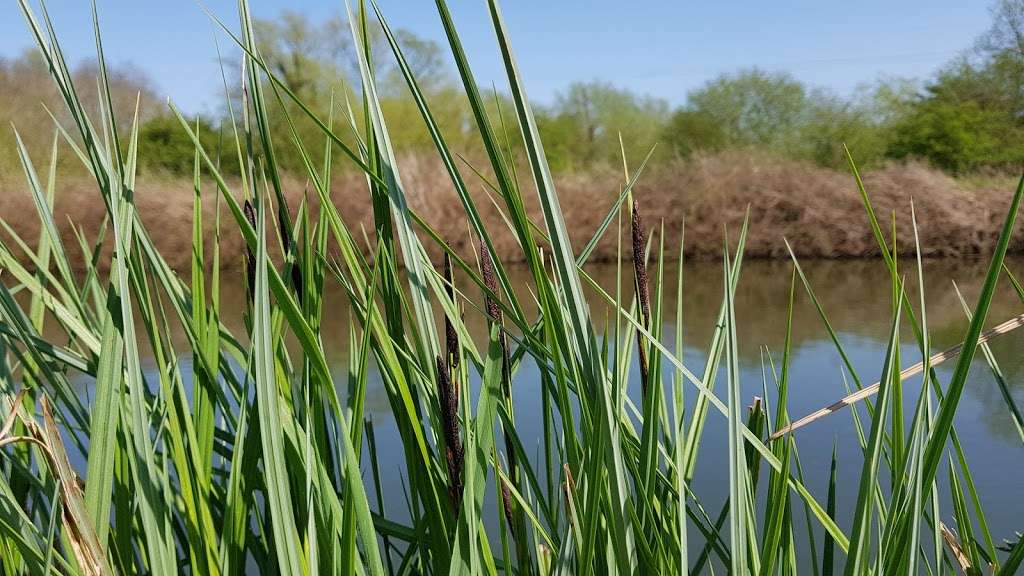 Bittern information point and hide | Seventy Acres Lake Waltham Abbey, Waltham Abbey, Waltham Cross EN8 9SA, UK | Phone: 0300 003 0610