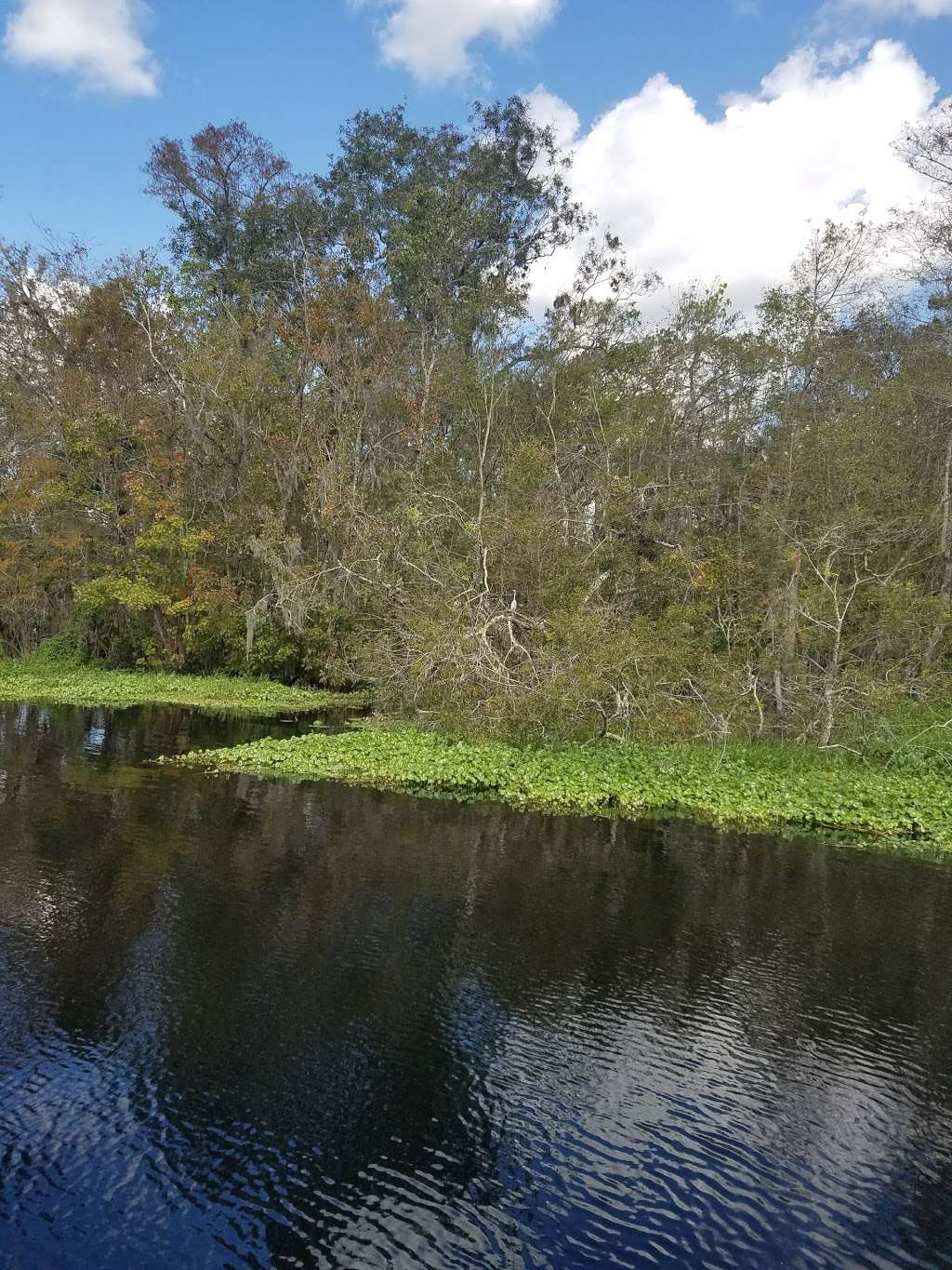 Blue Heron River Tours Inc | 2999 West, FL-44, DeLand, FL 32720, USA | Phone: (386) 873-4843