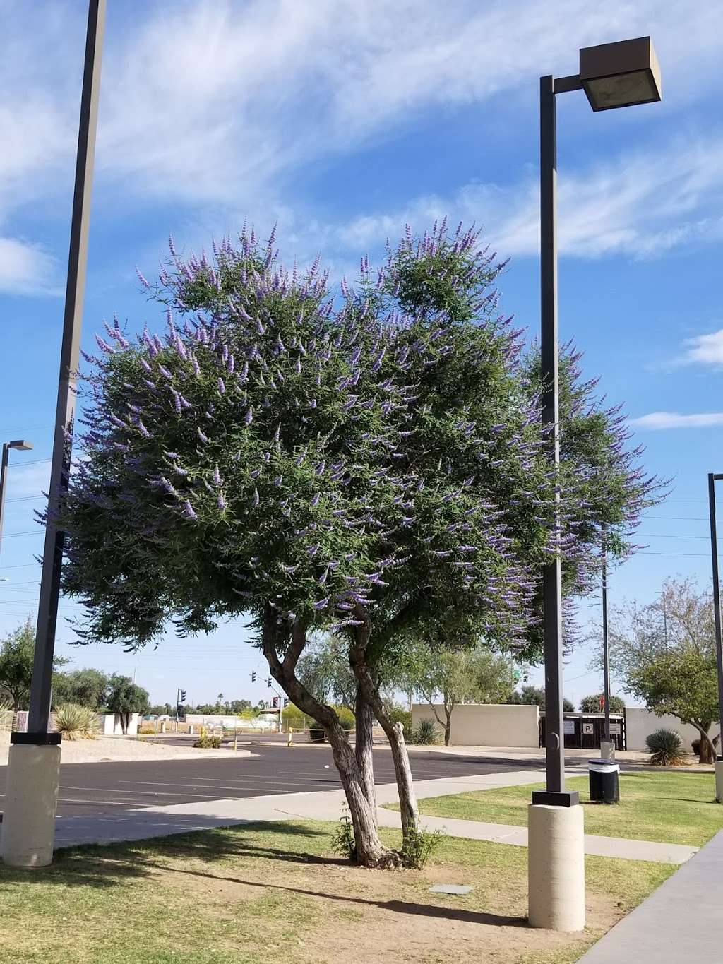 Sunnyslope Dog Park | 7116 W Olive Ave, Peoria, AZ 85345, USA