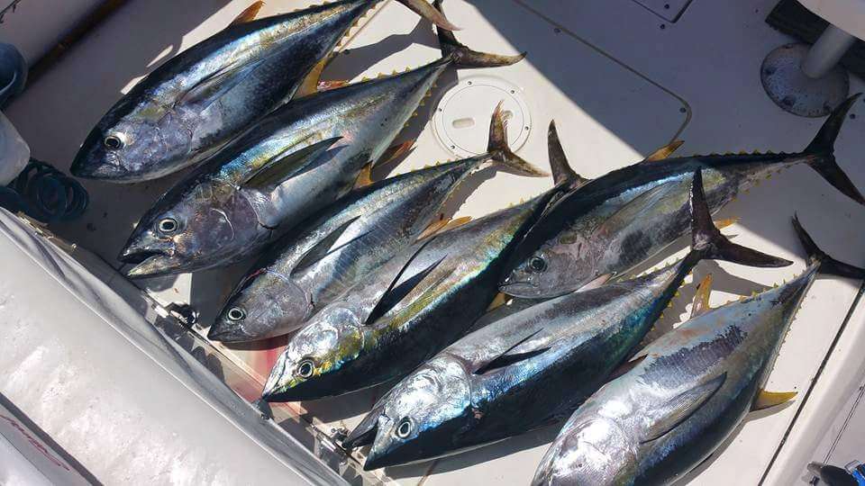 The Long Run Sportfishing | 955 Harbor Island Dr, San Diego, CA 92101, USA | Phone: (858) 336-6594