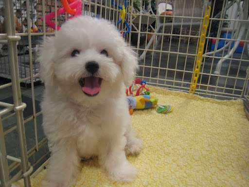 Toy Puppies Inc. | 5121 SW 111th Terrace, Davie, FL 33328 | Phone: (954) 434-4116