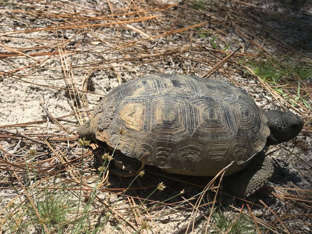 Flat Island Preserve | 2388 Owens Rd, Leesburg, FL 34748, USA | Phone: (352) 343-3777